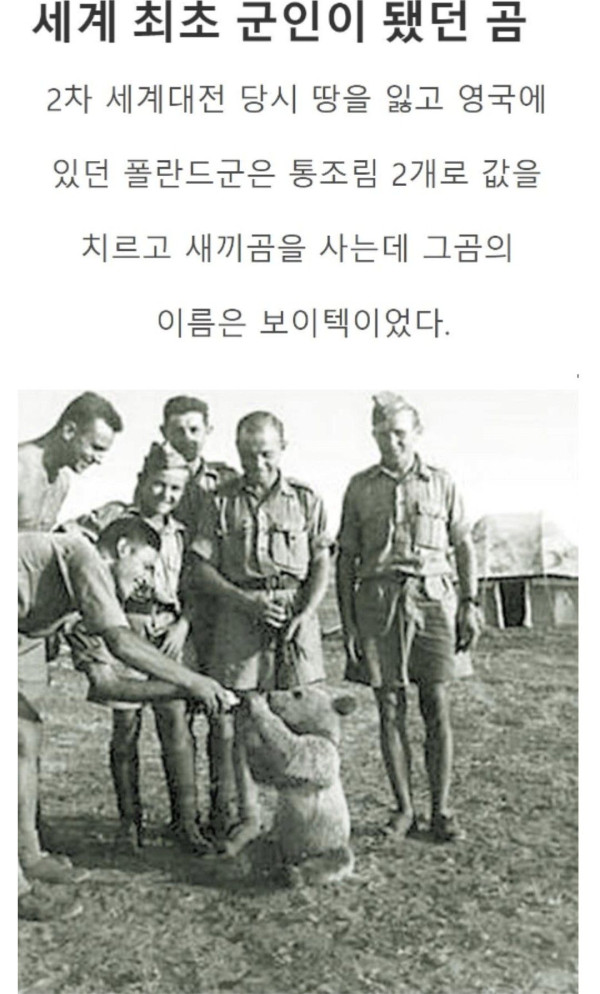 세계 최초 군인이었던 곰