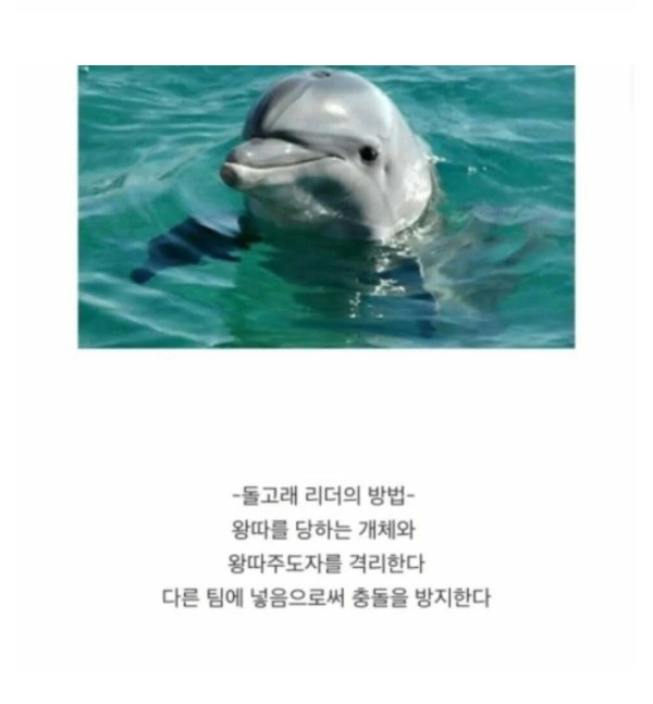 동물별 왕따 대처법